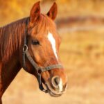 horse-gdd5349c1f_1920